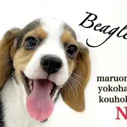 【 ビーグル 】困り顔から表情豊かに成長中、生後3ヶ月ビーグルちゃんの成長記録