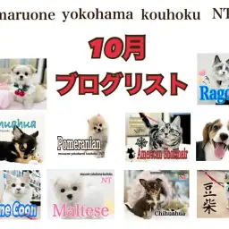 【 ブログリスト 】マルワン港北NT店10月のブログ記事まとめ