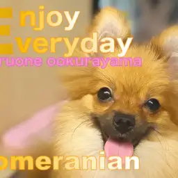 【 ポメラニアン 】毎日ハッピー!ポジティブガールの得意技を披露!