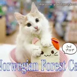【 ノルウェージャンフォレストキャット 】ノルウェー君、生後3ヶ月の成長記録
