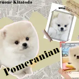 【 ポメラニアン 】守りたくなる可愛さ！すべてが超ハイレベルなわんこが降臨！