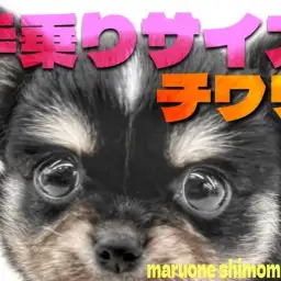 【 チワワ 】小さな身体で大きな愛を届ける!手の平サイズの小柄なブラタンの女の子