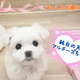 【 ほっこり北通Vol.119 】純白のヘソ天天使マルチーズちゃん登場！