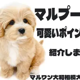 【 MIX 】可愛いが詰まったマルプーの愛すべき容姿、性格のポイントをご紹介!