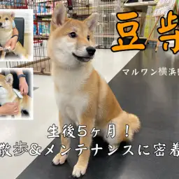 【 豆柴 】お散歩練習&メンテナンスに密着!生後5ヶ月の従順女子!