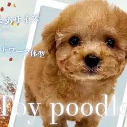 【 トイプードル 】ドワーフ体型で小さめサイズのトイプードルちゃんが降臨!