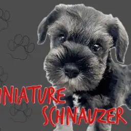 【 ミニチュアシュナウザー 】美しきソルト＆ペッパーカラーの最強癒しわんこ登場！