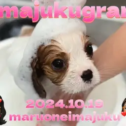 【 イマジュクグラム 】甘えん坊なキャバリアちゃまのシャンプーデビューに密着！