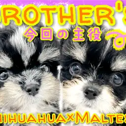 【 MIX 】チワワ×マルチーズMIX兄妹ちゃんの妹ちゃんをご紹介!!