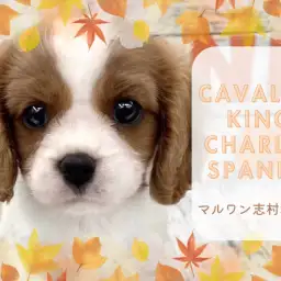 【 キャバリア 】おもちのようなほっぺがたまらない癒し系キャバリアちゃんが登場！