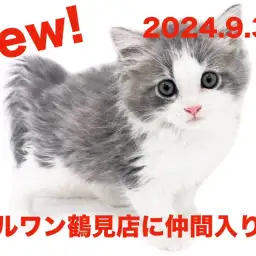 【 サイベリアン 】新たに仲間入り!ブルークラシックタビーの女の子!!