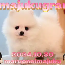 【 イマジュクグラム 】速報!爆毛クリームポメラニアンの男の子が仲間入り!