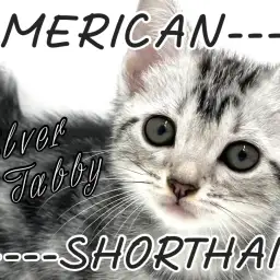 【 アメリカンショートヘア 】横浜元町店登場!アメショちゃんの魅力を教えます!