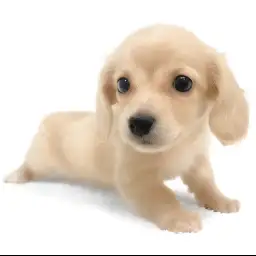 カニンヘン・ダックスフント