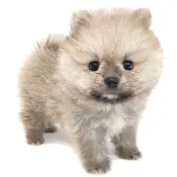ポメラニアン