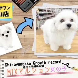 【 MIX 】 マルションの城山っ子成長報告!2024年11月15日