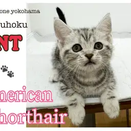 【 アメリカンショートヘア 】パッと目を引く美少女、アメショの女の子