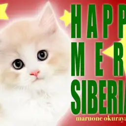 【 サイベリアン 】特技はエアーフミフミ!ゴージャスな甘えん坊ニャンコ!