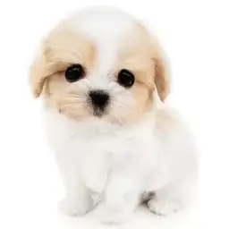 MIX（マルチーズ×キャバリアキングチャールズスパニエル）