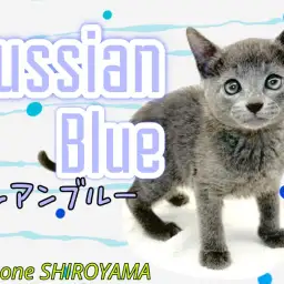 【 ロシアンブルー 】スタッフイチオシ！超甘えん坊にゃんこ
