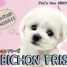 【 ビションフリーゼ 】フワモコ部代表!純白わたあめちゃんの登場です。