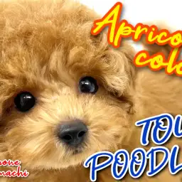 【 トイプードル 】カット自由自在のアプリコットなオシャレわんこ！