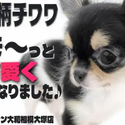 【 チワワ 】特徴的な牛柄と生後5ヶ月で体重900g台の小柄さは唯一無二の存在!