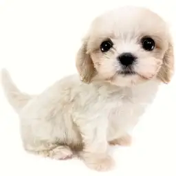 MIX（マルチーズ×キャバリアキングチャールズスパニエル）