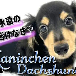【 カニンヘンダックスフンド 】永遠の子犬！魅惑のスタイルであなたを悩殺？！