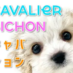 【 MIX 】圧倒的人気を誇るキャバションMIXが横浜元町にやってきた!