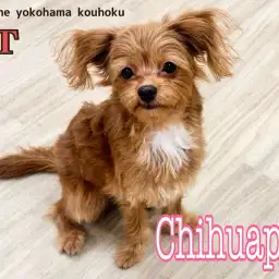 【 MIX犬 】個性が光る！チワプーちゃん小さめに成長した7ヶ月半の今をご紹介