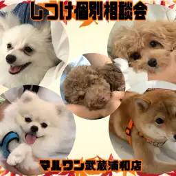 【 しつけ個別相談会 】愛犬との絆の結び方レクチャーとお悩み相談!