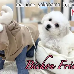 【 ビションフリーゼ 】生後2ヶ月、純白の被毛を纏ったアフロ犬