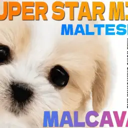 【 MIX 】2024年の主役は遅れてやってきた?最高峰に可愛いマルキャバ登場!