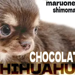 【 チワワ 】小さめサイズにチョコタンカラー!人気要素がギュッと詰まった女の子!