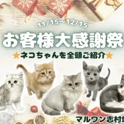 【 お知らせ 】お客様大感謝祭開催中!志村坂下店の猫ちゃん全頭ご紹介!