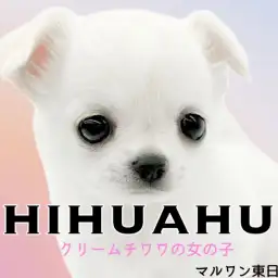 【 チワワ 】タレ耳は今だけ？タレ目は一生？クリームチワワの女の子が登場！