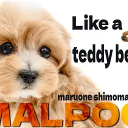 【 MIX 】圧倒的な可愛さに誰もが振り返る!超女の子顔ぬいぐるみマルプー君臨!