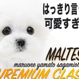 【 マルチーズ 】プロが絶賛する可愛らしさはプレミアム!小柄なサイズも要チェック