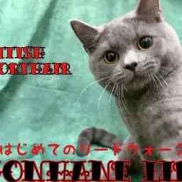 【 ブリティッシュショートヘア 成長ログ】猫散歩!初めてのリードウォークに挑戦!