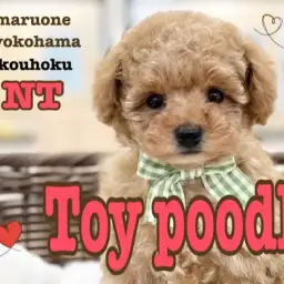 【 トイ・プードル 】毛量たっぷり!優しいお顔のイケメンBOY