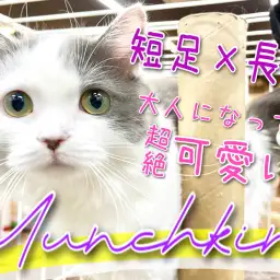 【 マンチカン 】可愛さ凝縮!横浜短足マンチをPickUp!