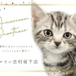 【 アメリカンショートヘア 】超々甘えん坊プリンス!アメショの男の子入店!