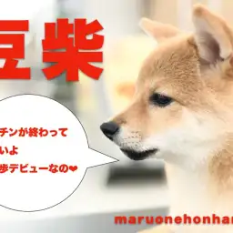 【 豆柴 】念願のお散歩デビューにドッキドキのマメちゃんに密着!