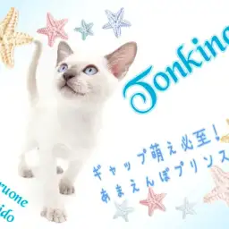 【 トンキニーズ 】最上級なギャップ萌えは必見!麗しの甘えんぼプリンス登場!