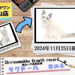 【 ラグドール 】城山っ子成長報告！2024年11月25日