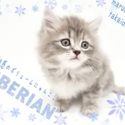 【 サイベリアン 】初心者さんにも多頭飼いにもオススメ!魅惑のボリュームCat!