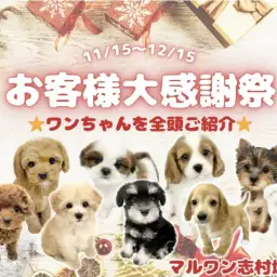 【 お知らせ 】お客様大感謝祭中!志村坂下店のワンちゃん全頭ご紹介!