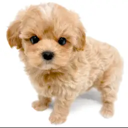 MIX（マルチーズ×トイプードル）