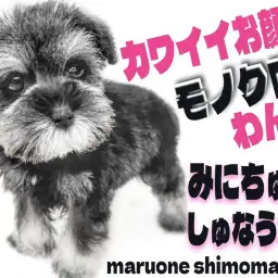 【 ミニチュアシュナウザー 】コミュ力抜群のパートナードックと賑やかな日常を！